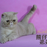 ���Լ������è����������