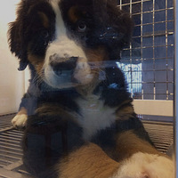 ������ë�Ŷ������Ȼ�����Ҳ