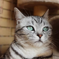 ����è�����͸����İ�è֮��