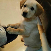 �İ��Ĺ����ֵ����������ᶨ�ڻط�