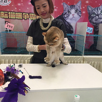 ��������μӱ�������Ƭ