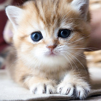 С���������ˡ� ôô�ԡ� �ȷ��ȷ�