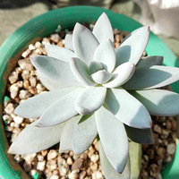 ů����Ķ���