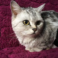 �Ҽ��и����ų�������ŵ�è����