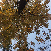 ����ů��