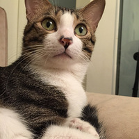 ɹɹ�Ҽ�èè��������ֱ̫����