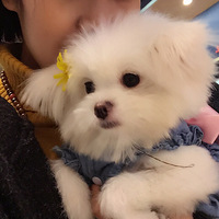 majiang���ã�