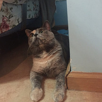 ����è����������