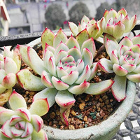 �������������ֲ������Ѷ���������ӡ�ɣ�