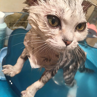 �ɰ��ĺ���