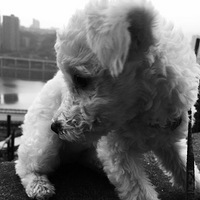 Ŵ���Ŵ��ҿ�Ϧ��