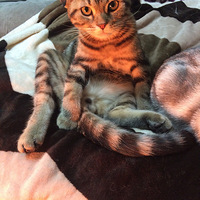 �����Ķ���ү