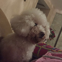 Ѱ����ʾ���г���