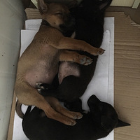 �ѹ�����ֻС���Ѿ��������������ڵ�һֻ�������ˡ�