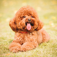 ֻ����ԹԵġ���������ҵ�ȫ���磡