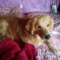 �ҵĹ����ڴ�ƺʯ��·����վ��ʧ����һֻ��