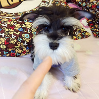 ���Сѩ���ɳ�