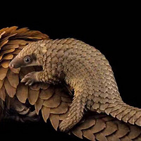 Ӥ������ʹ��ô�죿