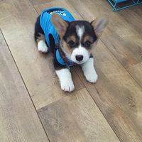 ��Һã��ҽ����ڻ�