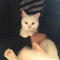 ��ֻ�ǵ����İ��Ҽ�С������׶��ѣ�����