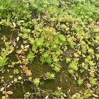 ����Ұ��������