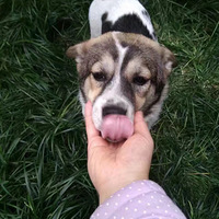 #Ѱ��������ʾ#���ö� ԭ���������һֱ