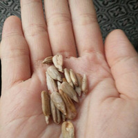 лһϵ
