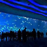 ���Դ������߳�¡��������ϸ���ԣ�+���������ڡ�