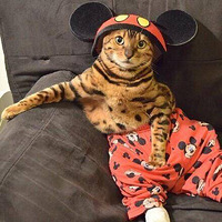 һֻ��������Ա��è