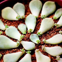 �ɻ������������߶���Ҷ��ĳ�����~~