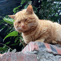 ��ͷ���Եİ�����è��Ѱһ����ů�ļ�