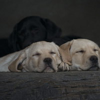 �����»�ɫ�������������ȵı����