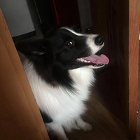 Ѱ�����ڰ�ɫ����