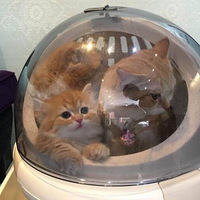 ���˸�һ���Ŀ����˸����ӣ�һ���ӿ���è�ְֵĵ�λ��