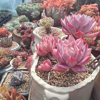 ������¶���Ķ���Ҳ���Ժ���~ע��������