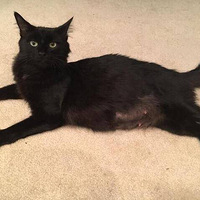 ���Ѵ�����Ȼ�һֻ���è���������6ֻС��è���ÿɰ���