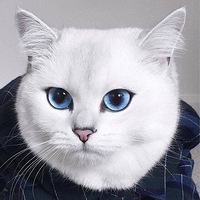 һֻ����Ӣ���Ķ�ëèCoby��һ˫տ���Ĵ���ʵ��̫����