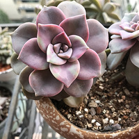 ��˵����ɹһ���⡾���ж��⡿