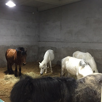 �����ȥ������������ С������Ư��