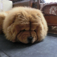 ��ʨ���� �Ҹ��