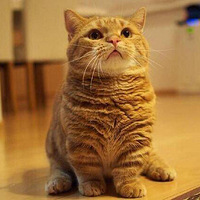 ��ɫ��С����è��ÿ���������ǵ�������