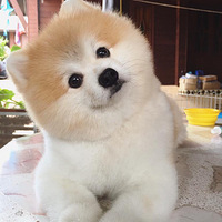 һֻ����̩���Ĳ�������һ�����������֣������⣡