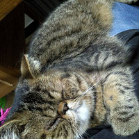 �����ģ��ҵ�xom