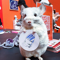 �Ҽ���è�ǰ��ĸ���