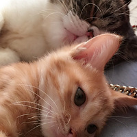 ɹ�ȳ裬�Ҽ�Խ��Խ�а���è����