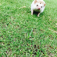 ɹɹ�Ҽ��ȳ�