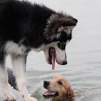 ��������ëǿ������ˮ֮�󣬼�ֱ���޿���