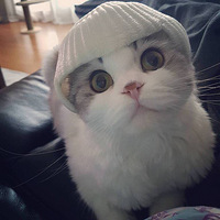 ��Ҳ����һֻԲ�������Ķ����ڻ���