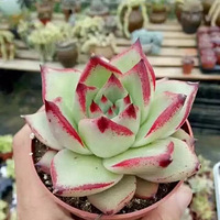 �������޺á����ж��⡿