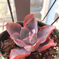 ��ů���� ɹ�⿩~~�����ж��⡿